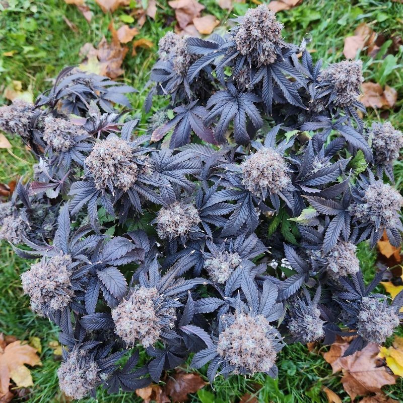 Nepal Kush CBD - medicinale cannabiszaden, cannabissoort