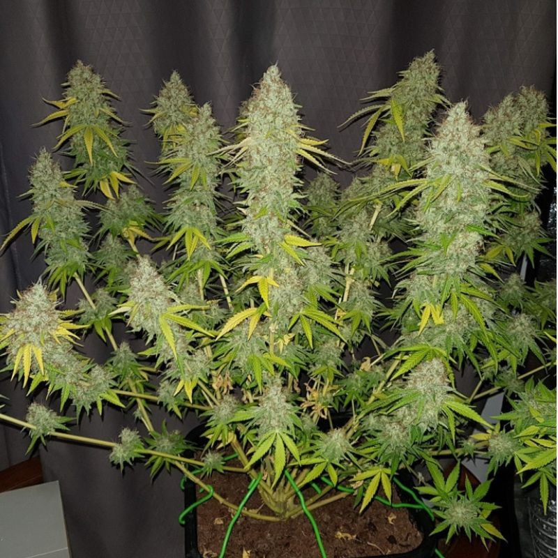 Caramel King CBD - medicinale cannabiszaden, cannabissoort