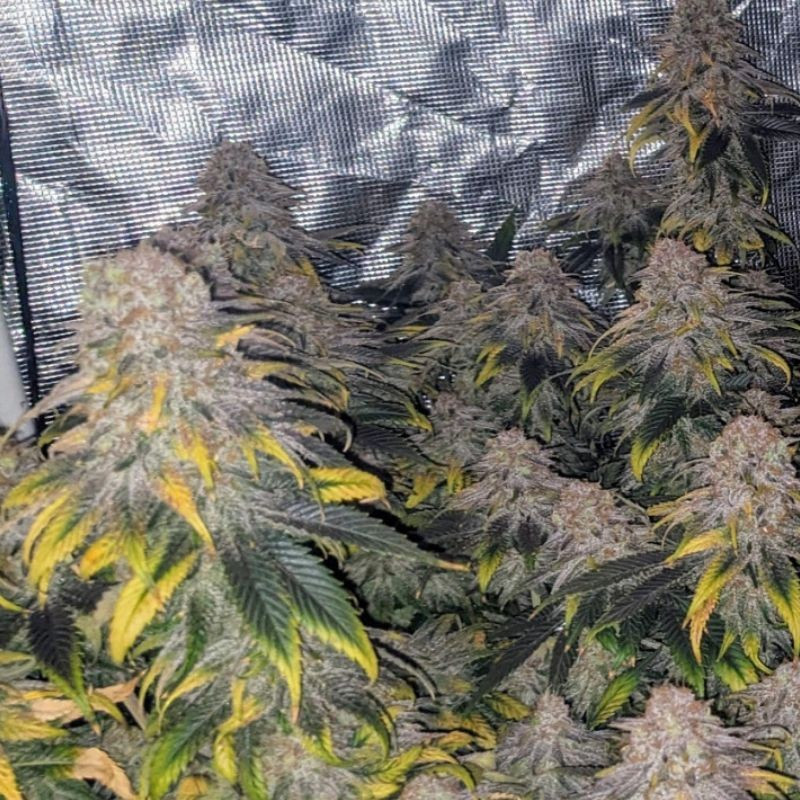 Great White Shark CBD - medicinale cannabiszaden, cannabissoort