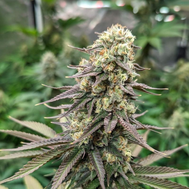 Critical CBD - medicinale cannabiszaden, cannabissoort