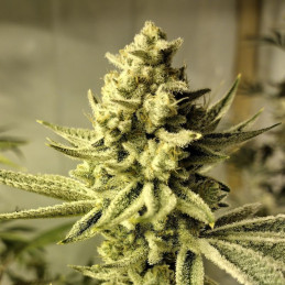 Chronical Auto - autoflowering cannabiszaden, cannabissoort
