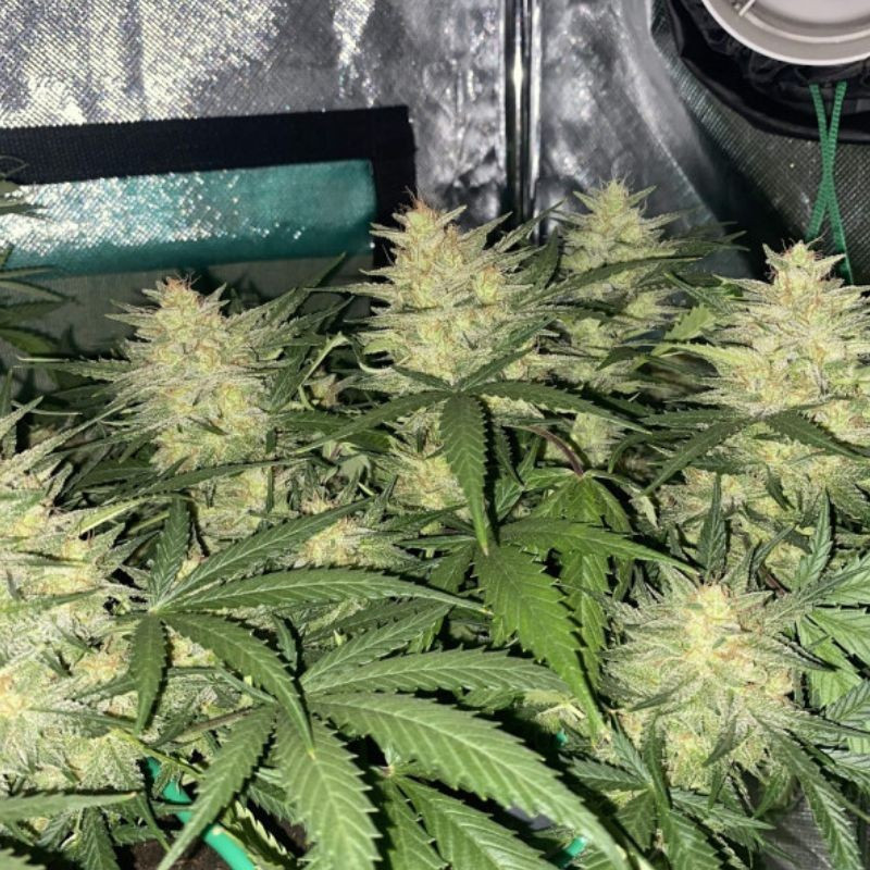 Cheese Auto - autoflowering cannabiszaden, cannabissoort