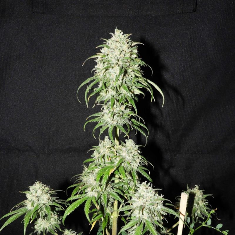 Devil's Kiss Auto - autoflowering cannabiszaden, cannabissoort