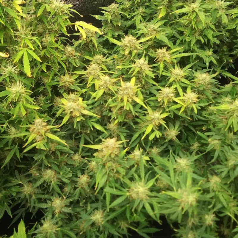 RoboCop Auto - autoflowering cannabiszaden, cannabissoort