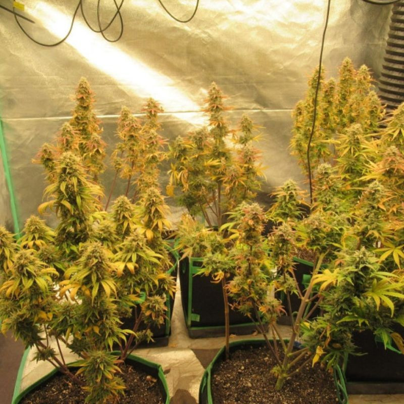 Easy Ryder Auto - autoflowering cannabiszaden, cannabissoort