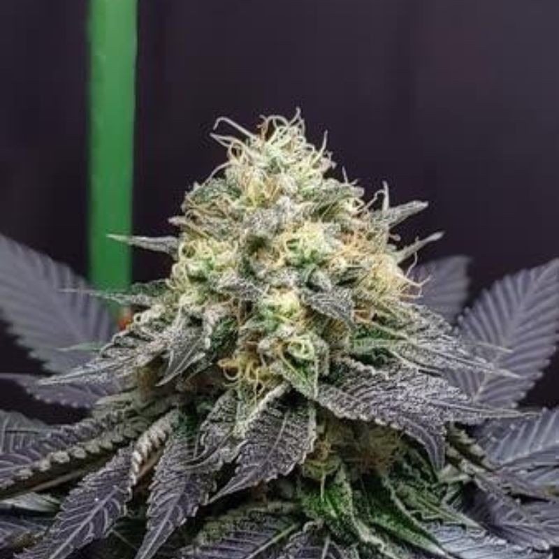 Green Crack Auto - autoflowering cannabiszaden, cannabissoort