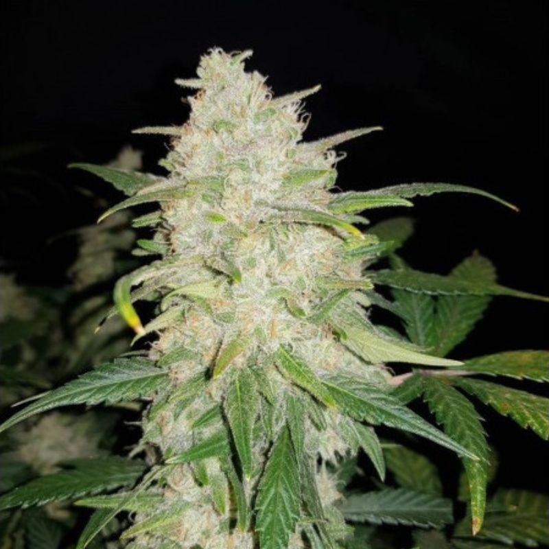 Gelato Auto - autoflowering cannabiszaden, cannabissoort