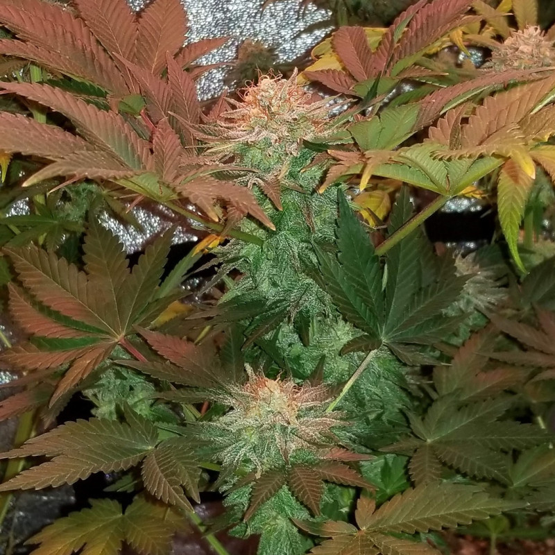 Ultra Mintz Auto - autoflowering cannabiszaden, cannabissoort
