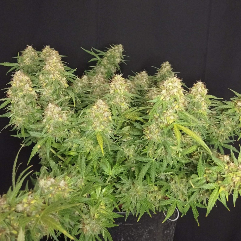 Lemon Auto - autoflowering cannabiszaden, cannabissoort