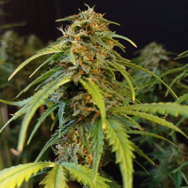 Gorilla Glue Auto - autoflowering cannabiszaden, cannabissoort