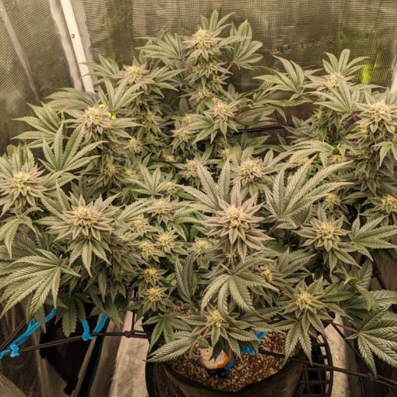 Great White Shark Auto - autoflowering cannabiszaden, cannabissoort