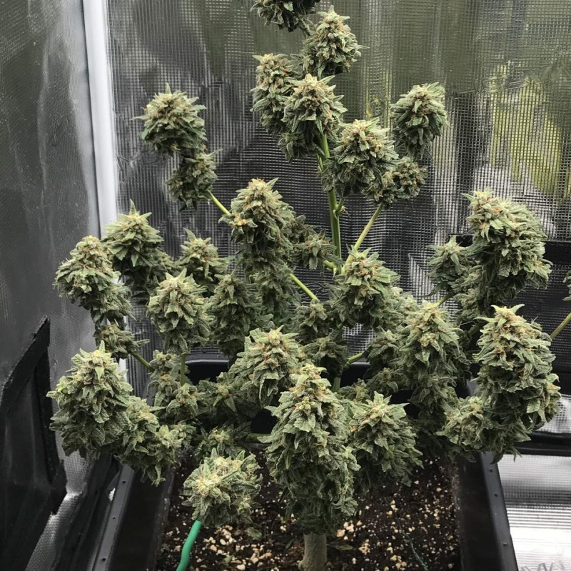 Kali Mist Auto - autoflowering cannabiszaden, cannabissoort