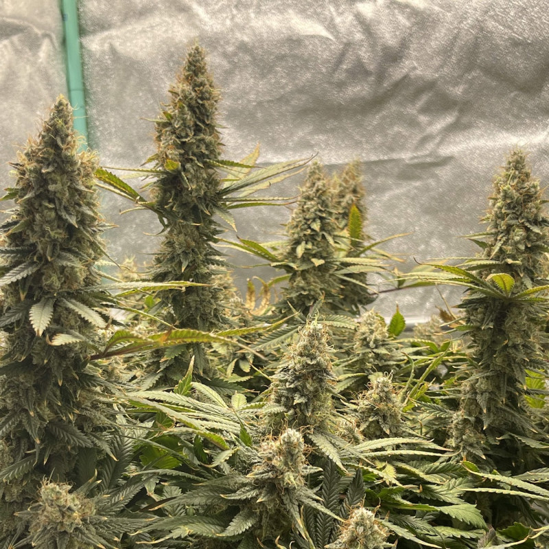 Jack Herer Auto - autoflowering cannabiszaden, cannabissoort