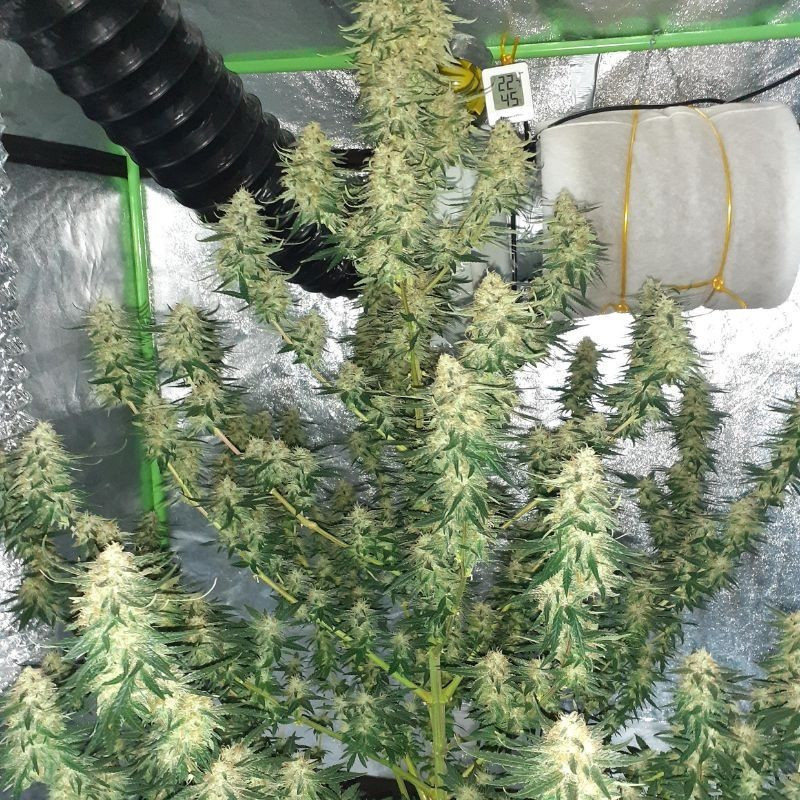 Hindu Kush Auto - autoflowering cannabiszaden, cannabissoort