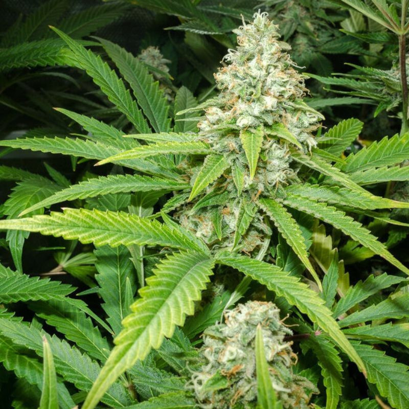 Green Skunk Auto - autoflowering cannabiszaden, cannabissoort