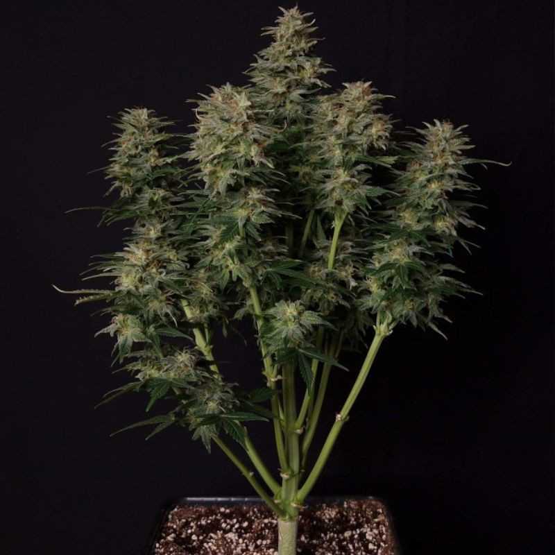 Lowryder Auto - autoflowering cannabiszaden, cannabissoort