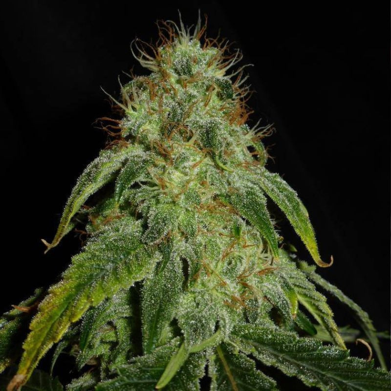 Mandarine Auto - autoflowering cannabiszaden, cannabissoort