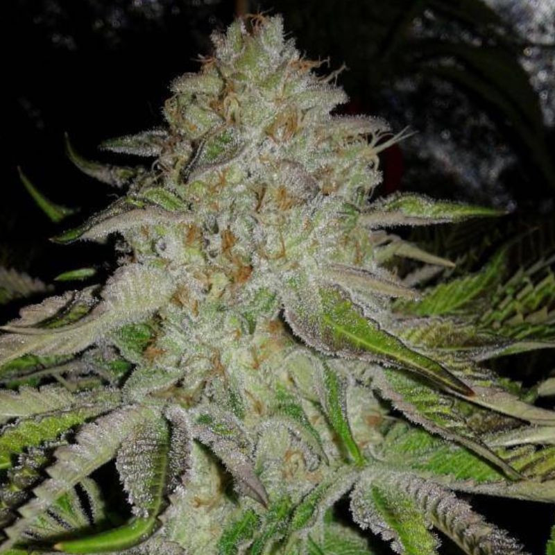 OG Kush Auto - autoflowering cannabiszaden, cannabissoort