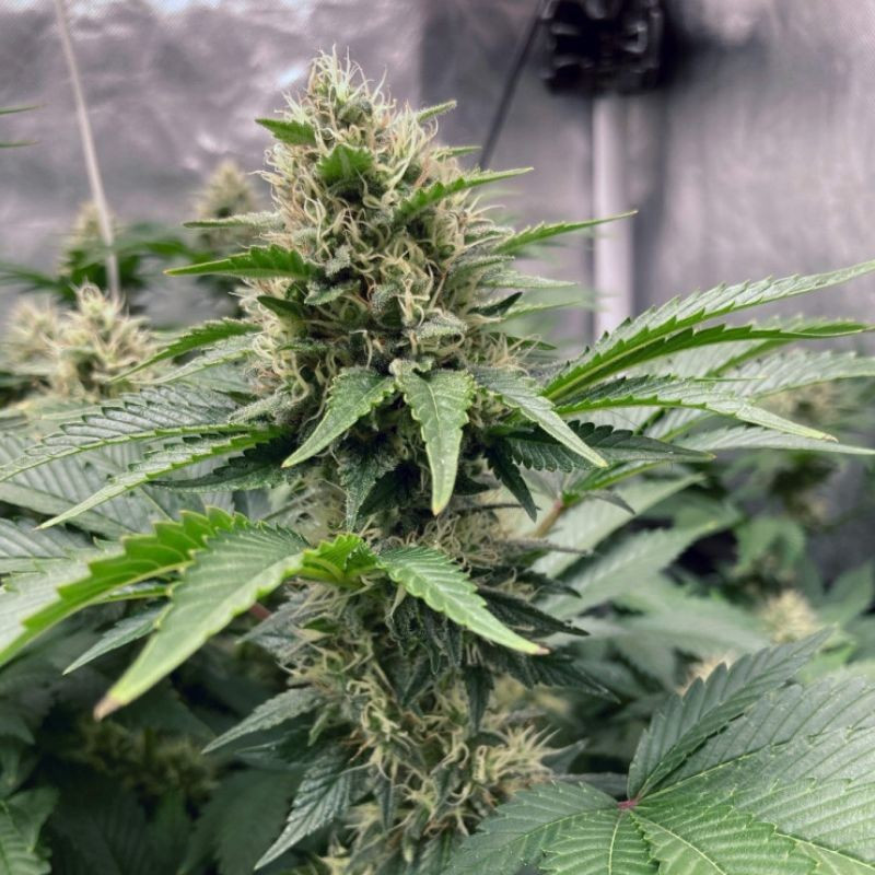 Northern Light Auto - autoflowering cannabiszaden, cannabissoort