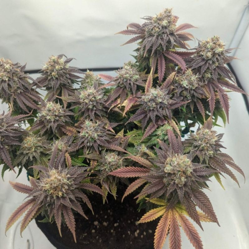 NYC Diesel Auto - autoflowering cannabiszaden, cannabissoort