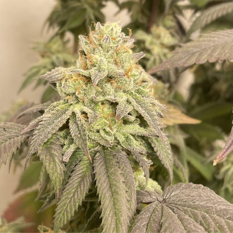 Power Plant Auto - autoflowering cannabiszaden, cannabissoort