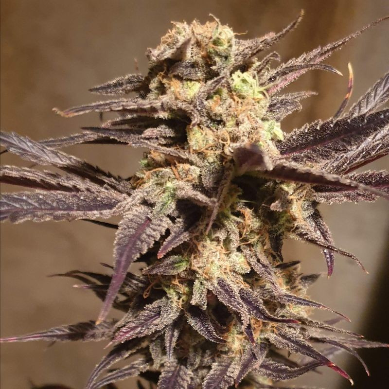 Orange Bud Auto - autoflowering cannabiszaden, cannabissoort