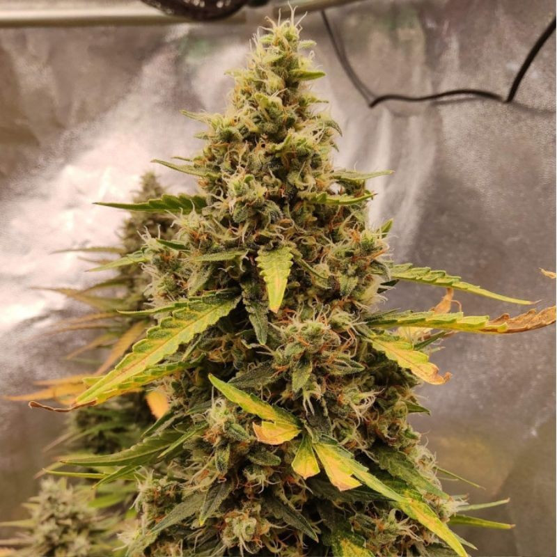 Runtz Auto - autoflowering cannabiszaden, cannabissoort