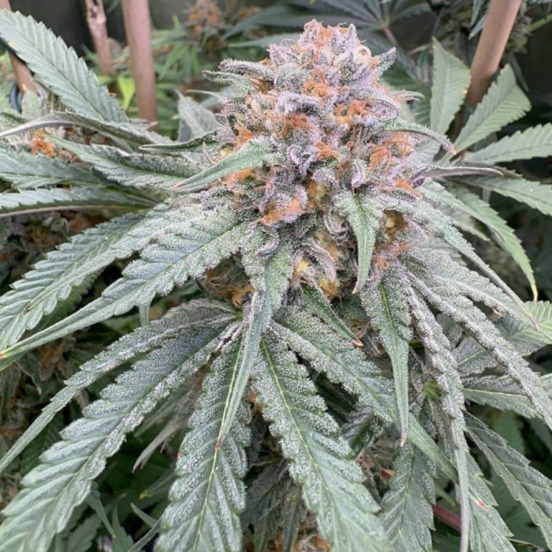 Purple Kush Auto - autoflowering cannabiszaden, cannabissoort