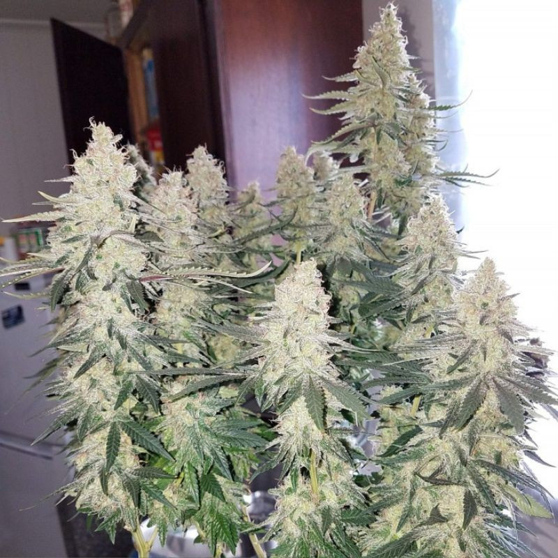 Strawberry Auto - autoflowering cannabiszaden, cannabissoort