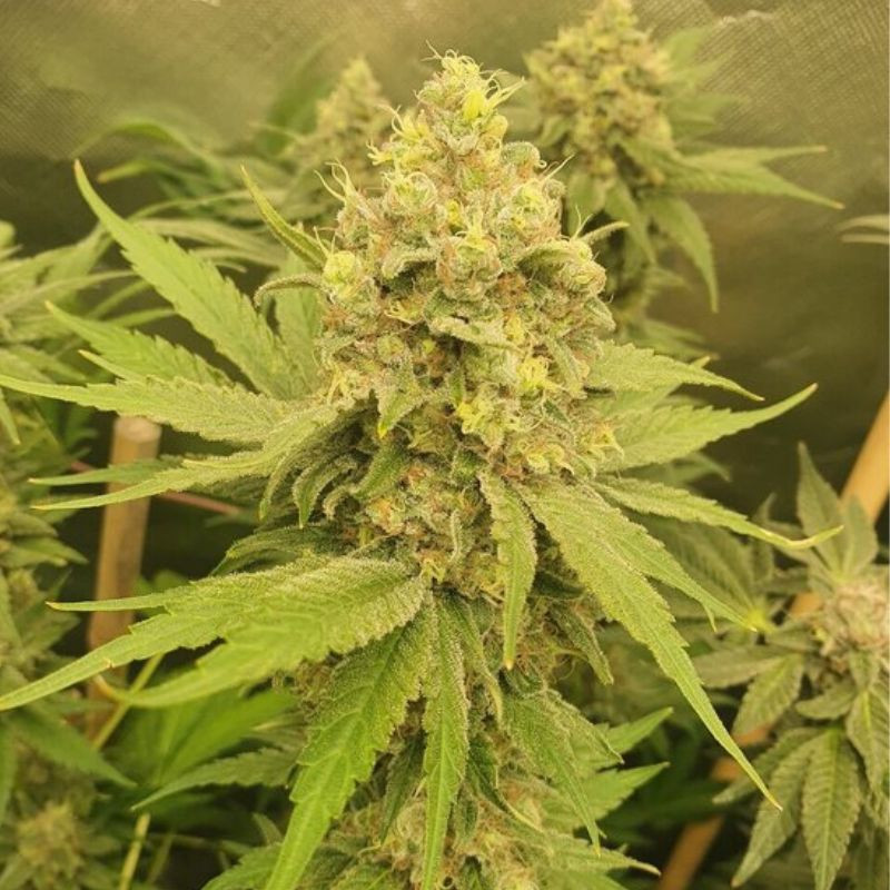 Mango Auto - autoflowering cannabiszaden, cannabissoort