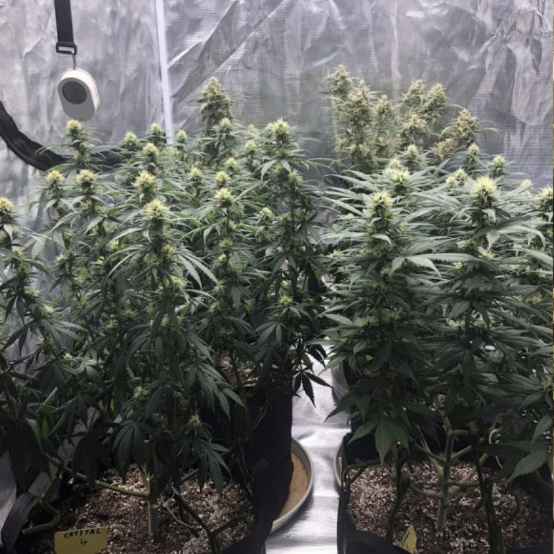 Skunk Auto - autoflowering cannabiszaden, cannabissoort