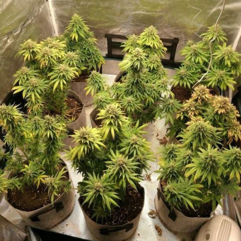 Watermelon Auto - autoflowering cannabiszaden, cannabissoort