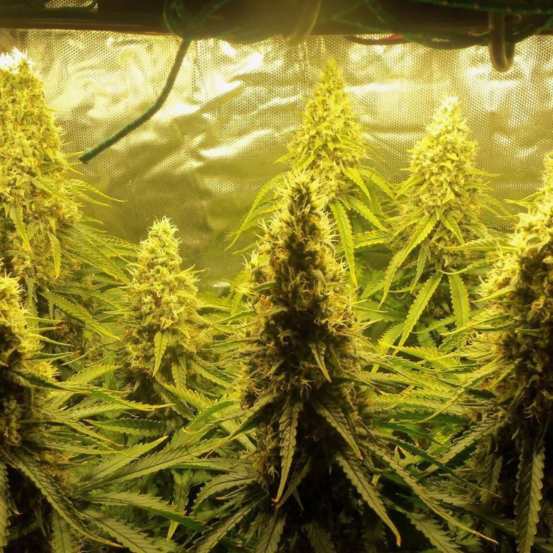 Jungle Auto - autoflowering cannabiszaden, cannabissoort