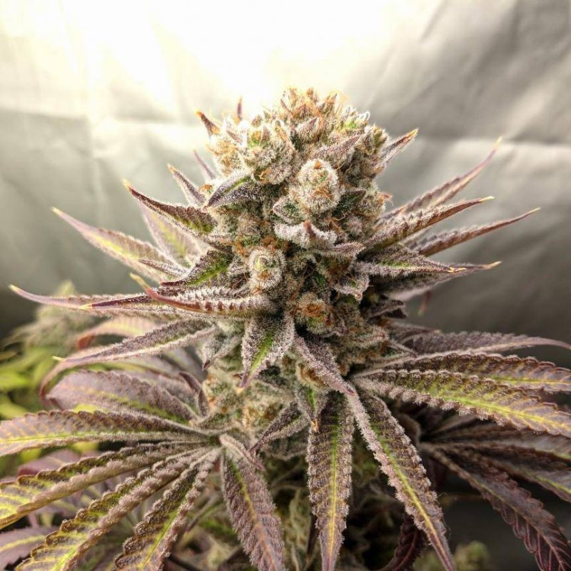 Sweet Tooth Auto - autoflowering cannabiszaden, cannabissoort