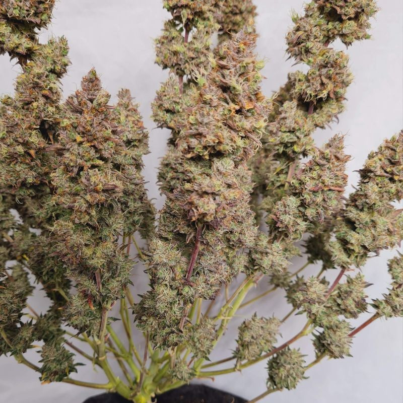 White Dwarf Auto - autoflowering cannabiszaden, cannabissoort