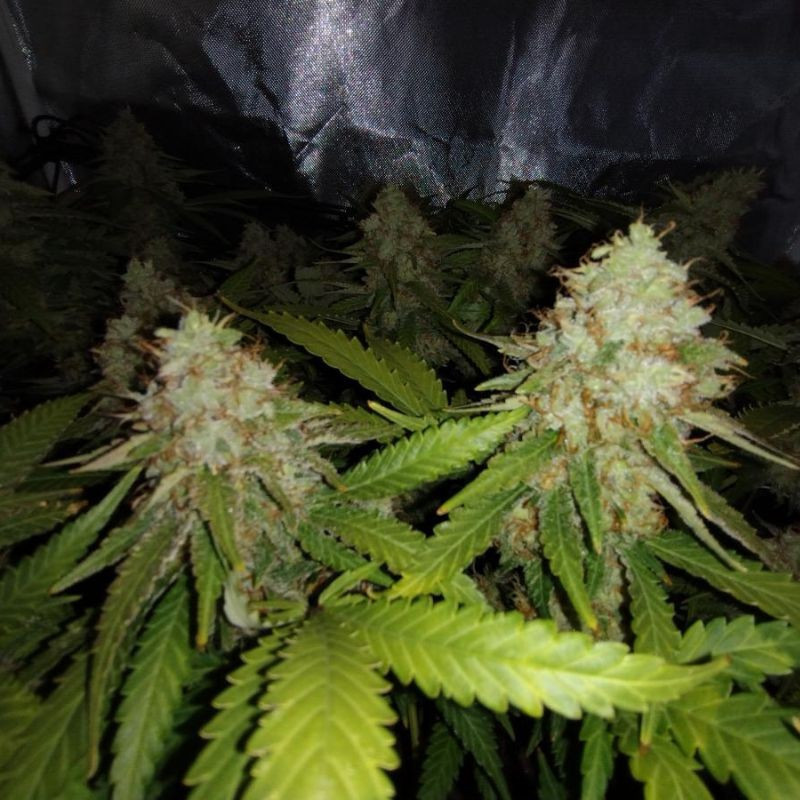 White Widow Auto - autoflowering cannabiszaden, cannabissoort