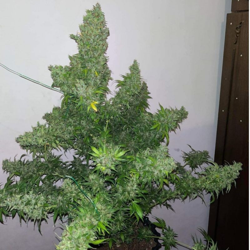White Russian Auto - autoflowering cannabiszaden, cannabissoort