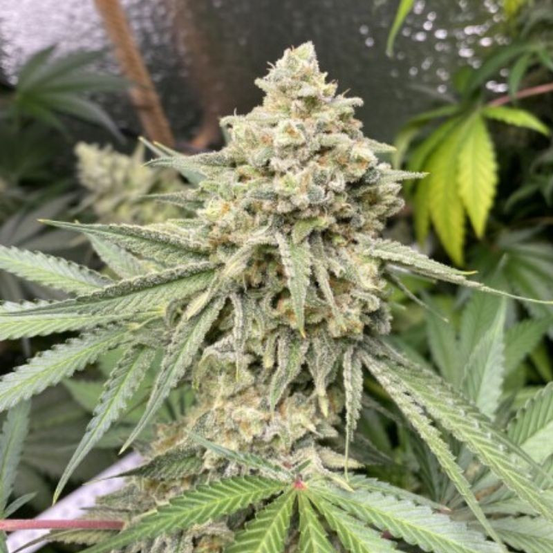 Zkittlez Auto - autoflowering cannabiszaden, cannabissoort