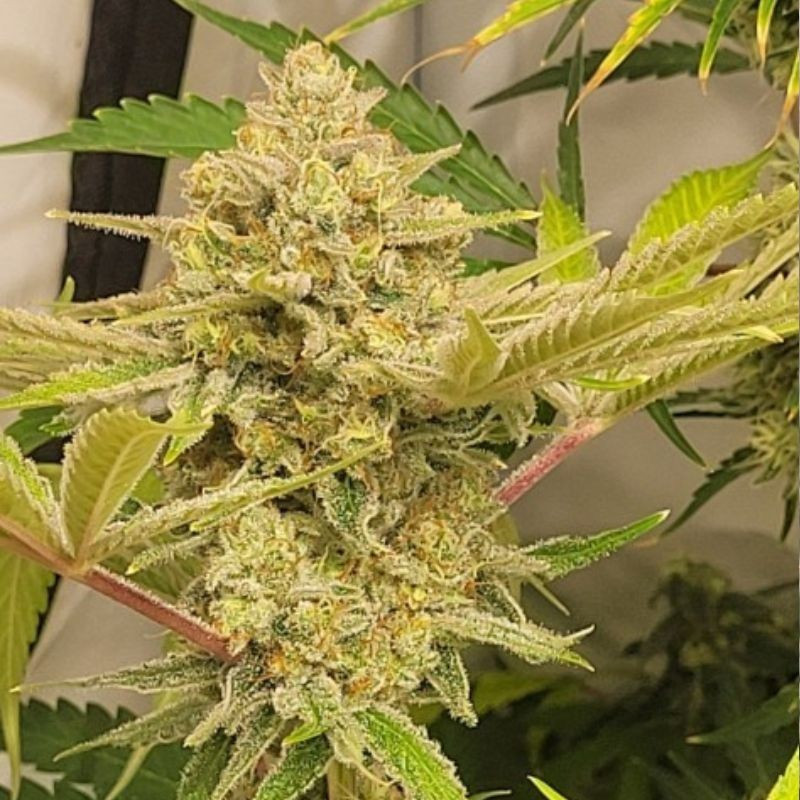 Caramel King Auto - autoflowering cannabiszaden, cannabissoort