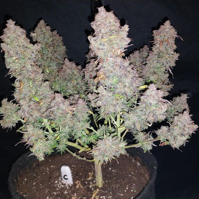 Bruce Banner Auto - autoflowering cannabiszaden, cannabissoort