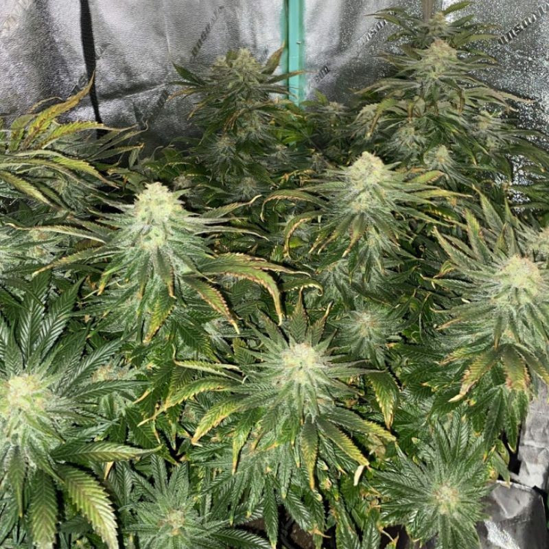 Big Bud Auto - autoflowering cannabiszaden, cannabissoort
