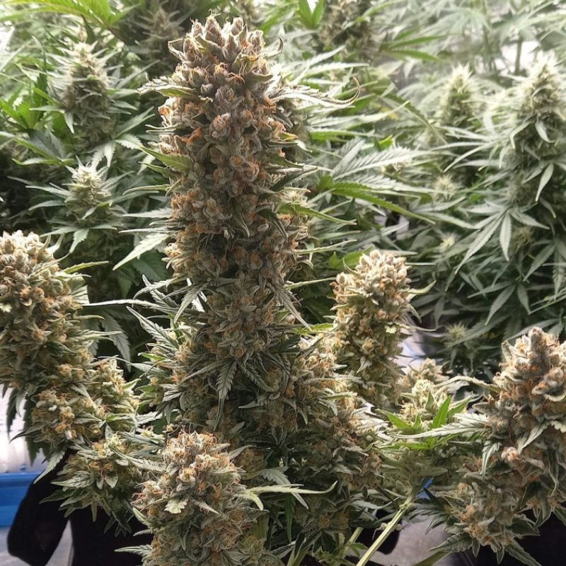 Banana Auto - autoflowering cannabiszaden, cannabissoort