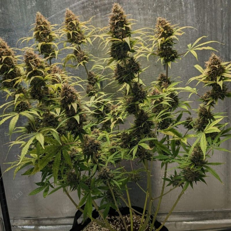 Original Amnesia Auto - autoflowering cannabiszaden, cannabissoort
