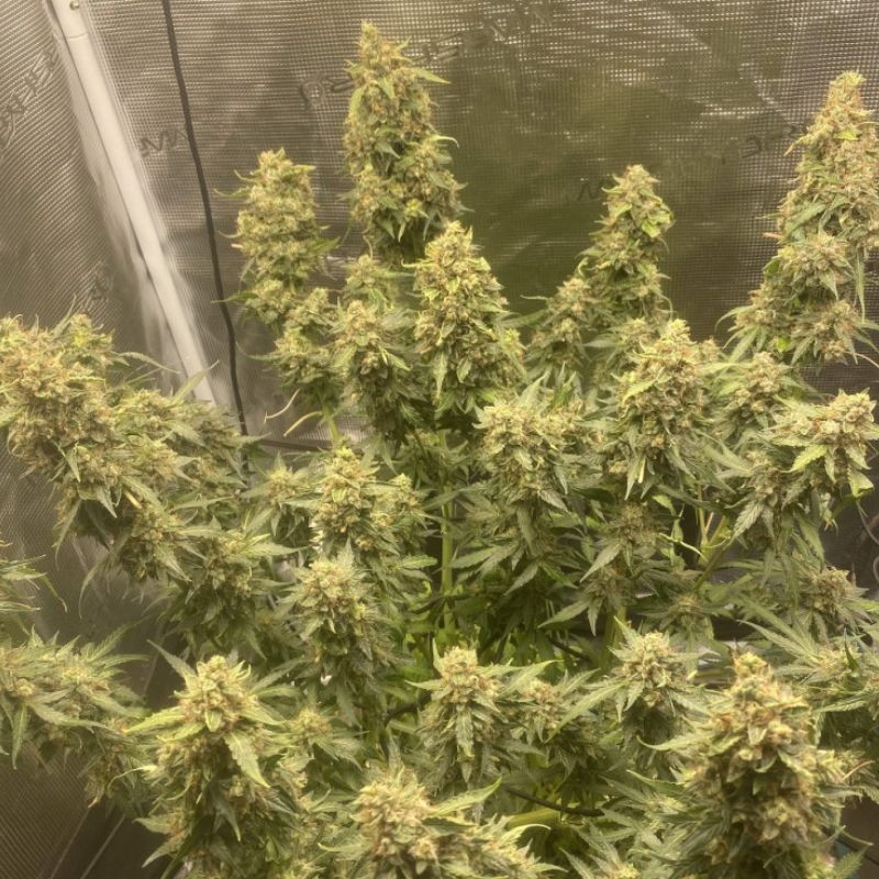 Amnesia Haze Auto - autoflowering cannabiszaden, cannabissoort