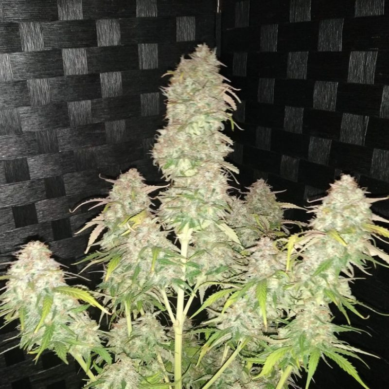 AK Auto - autoflowering cannabiszaden, cannabissoort