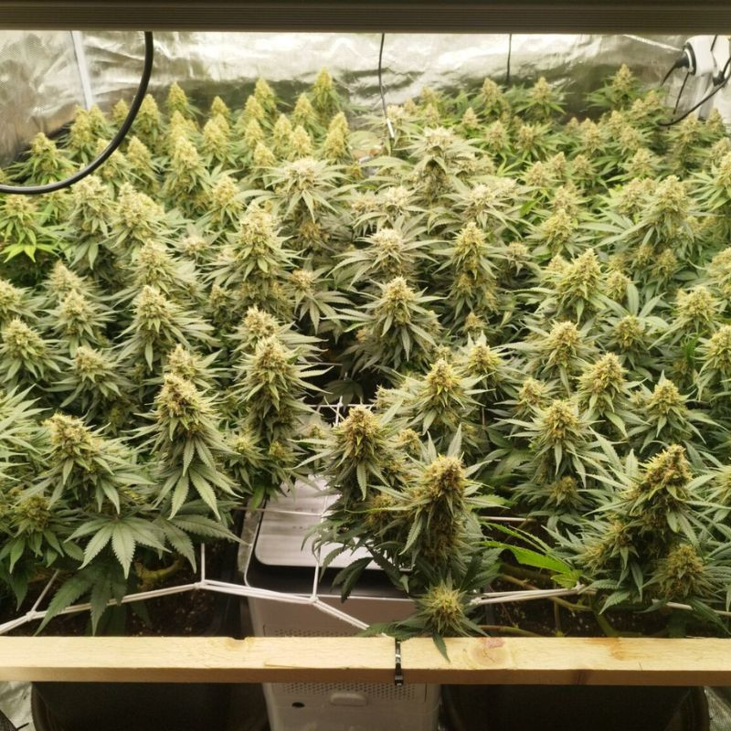 Zkittlez - cannabiszaden, cannabissoort