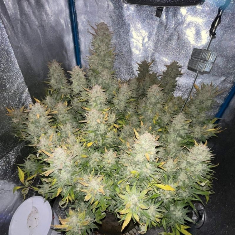 Tropicana Cookies - cannabiszaden, cannabissoort