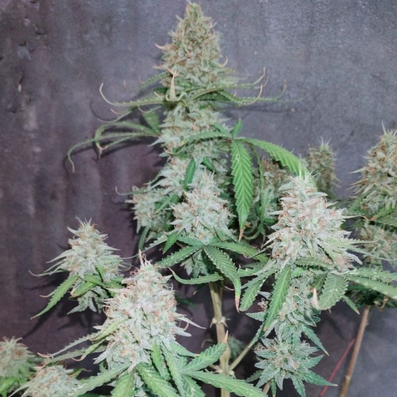 The Unlimited - cannabiszaden, cannabissoort