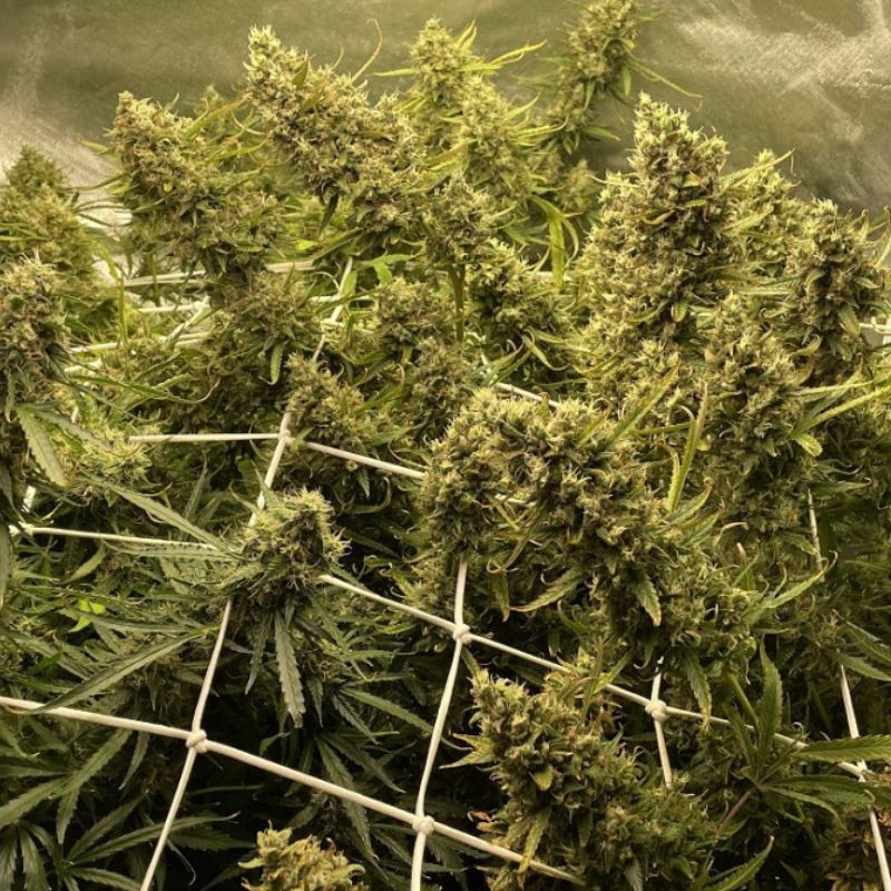 Strawberry Kush - cannabiszaden, cannabissoort