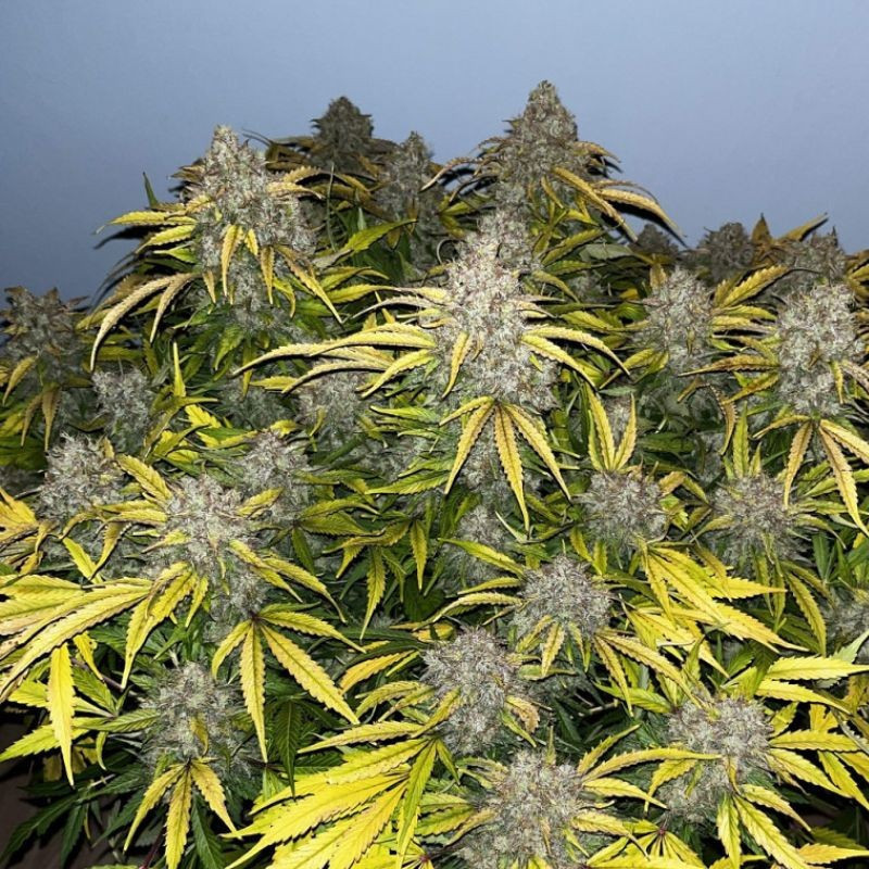 Special Skunk - cannabiszaden, cannabissoort